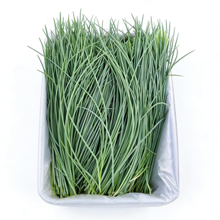 【顺丰包邮】大漠鲜产沙葱特产农家野菜新鲜蔬菜火锅凉拌饺子馅