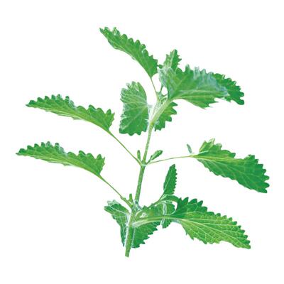 寿禾四季阳台盆栽新鲜猫薄荷种子