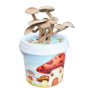 茶树菇菌包平菇蘑菇菌包菌棒菌种包食用蘑菇农产品绿色蘑菇菌种子