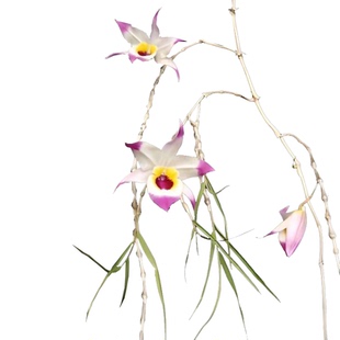 浓香串珠石斛盆栽珠帘卡特寄生绿植物花卉室内外阳台无土吊兰花苗