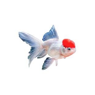 鸿运当头鱼观赏鱼鹤顶红狮子头金鱼活鱼丹顶冷水鱼淡水好养耐活鱼