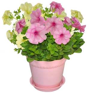 矮牵牛花种子矮喇叭花多年生室外庭院阳台盆栽四季易种植花卉种籽