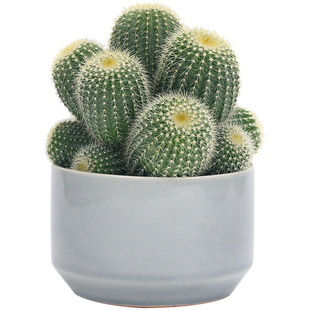 群生多头仙人球盆栽室内多肉植物大颗办公室桌面耐旱稀有绿植好养