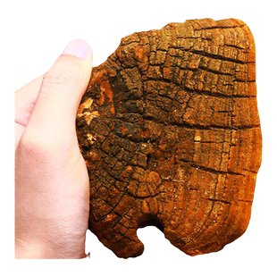 桑黄中药材西藏野生菌包正宗灵芝泡水小努桑黄粉桑树桑黄茶的功效