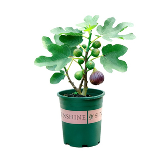 无花果树果苗特大果盆栽带果室内阳台室外种植花卉植物绿植波姬红