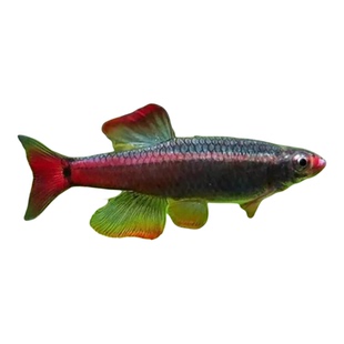 白云金丝冷水淡水原生低温小型观赏鱼灯科淡水新手好养练手闯缸鱼