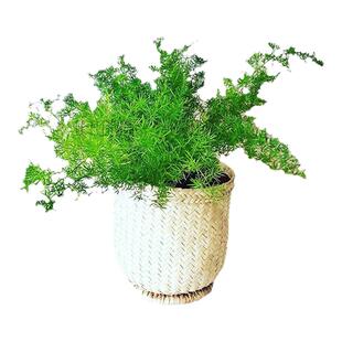 四季长青天门冬吊兰武竹丝耐寒绿植物绿植室内外阳台垂吊花卉盆栽