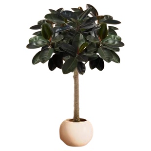 橡皮树大盆栽黑金刚像皮树客厅棒棒糖老桩象皮树办公室内植物绿植