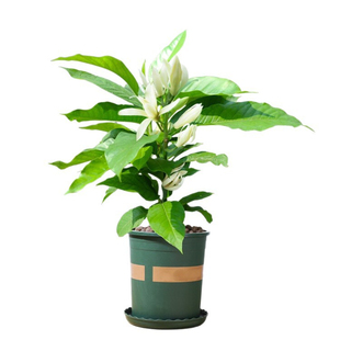 白兰花大树苗带花苞黄角兰树苗四季开花卉大盆栽玉兰花树苗绿植物