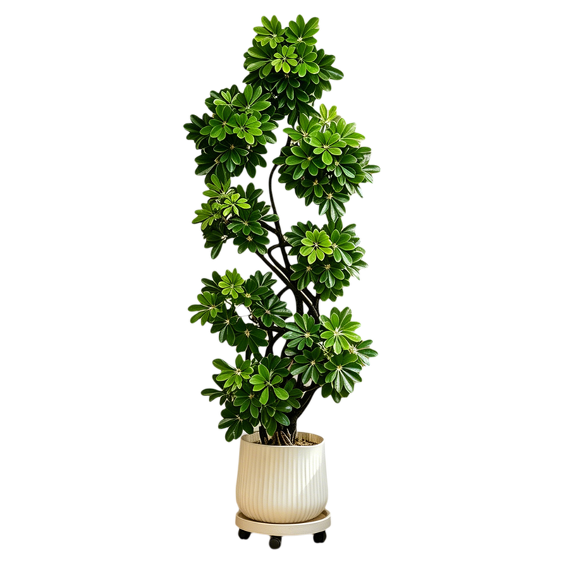 【拍照选货】鸭脚木客厅绿植盆栽