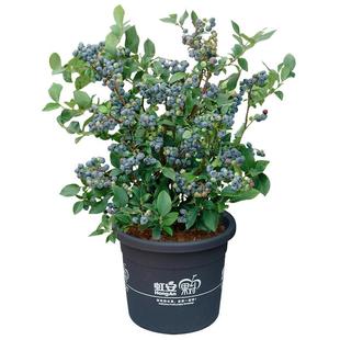 虹越蓝莓树果苗盆栽阳台南方种植北方耐寒追雪天后奥尼尔挂果率高