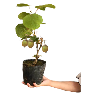 红心猕猴桃树果苗嫁接公母同株徐香软枣猕猴桃南北方种植果树果苗