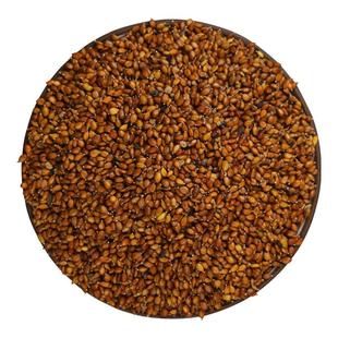 夏枯草种子中药材白毛夏枯草籽蒲公英夏枯草球可泡茶四季种植盆栽