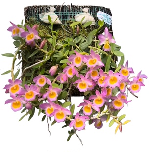 广西红美花石斛吊兰小环草食用观赏绿植物室内阳台盆栽板植已成活