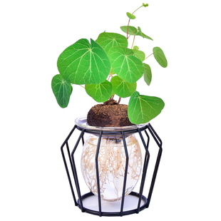 红藤山乌龟水培植物盆栽圆叶金不换办公室桌面书房室内外绿植花卉