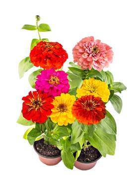百日草花种子波斯菊格桑花野花种