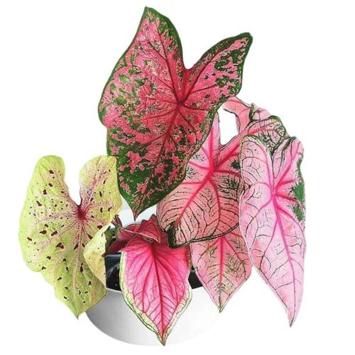 彩叶芋五彩芋白色恋人粉色飞溅粉色和声海王绿植盆栽进口泰国美人