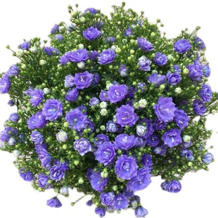 丹麦风铃花盆栽带花苞四季开花重瓣风铃草室内阳台观花绿植梦露花