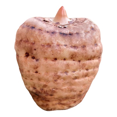 特级乌天麻小草坝鲜天麻自产自销