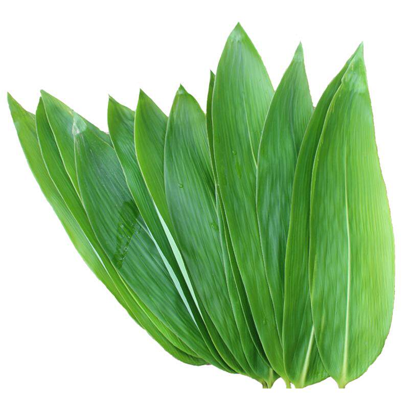新鲜粽叶 非真空包装粽子叶 免邮中大粽叶棕叶 箬竹叶 送线