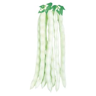 九粒白芸豆种子孑白不老豆角种籽大全高产四季豆摘不败老来少豇豆