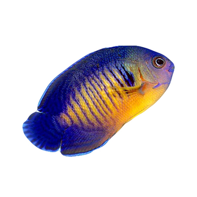 蓝闪电活体菲律宾海缸生物观赏鱼