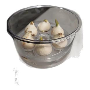 水培郁金香花盆水养种球专用透明花瓶鲜花花器定植篮固定蓝子器皿