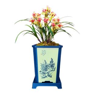 兰花苗盆栽四季兰忠孝蝶 多瓣蝶花新手好养夏带花苞浓香花卉绿植