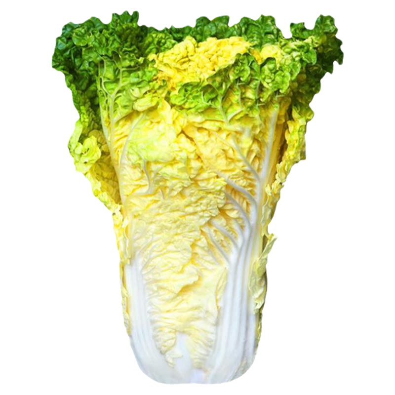 天津绿青口大白菜青麻叶秋天高产