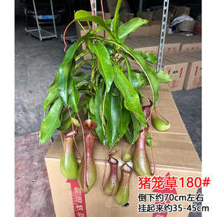 猪笼草盆栽扑蝇草食虫植物室内桌面阳台吃蚊子创意送礼趣味花卉苗