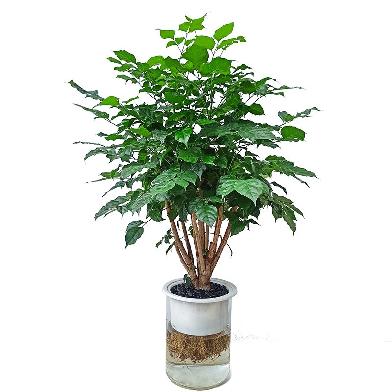 华清花卉 水培幸福树水培植物水培绿植 室内好养桌面花卉绿植盆栽