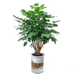 华清花卉 水培幸福树水培植物水培绿植 室内好养桌面花卉绿植盆栽