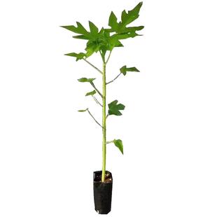 水果木瓜苗树矮化红心香甜四季南方北方种植盆栽阳台当年结果带土