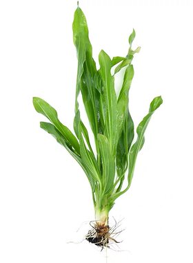 无需二氧化碳水草九冠水草