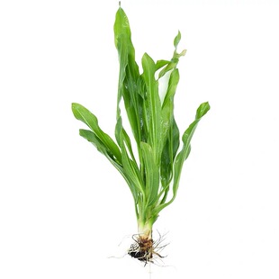 皇冠水草九冠 大叶九冠 大九冠 迷你九冠无需二氧化碳 新手可养