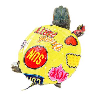 炫彩乌龟活物观赏小宠物龟粮工厂七彩图案活体小乌龟彩龟巴西龟活