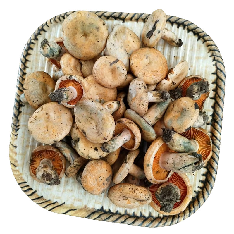 冰冻冷冻谷熟菌500g新鲜野生菌菇