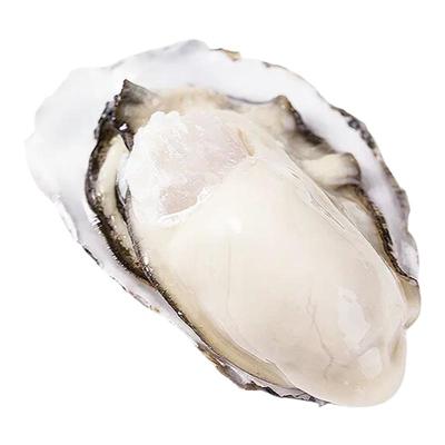 小文哥乳山生蚝牡蛎5斤装顺丰邮