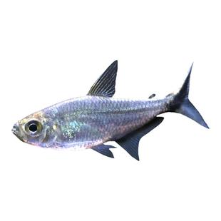 鱼官儿大尺寸黑尾大勾群游鱼草缸小型活体热带观赏鱼淡水鱼新手养