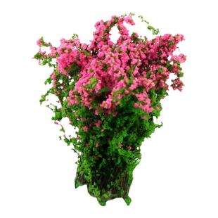 灌木花丛DIY沙盘建筑模型材料楼盘小区别墅花园场景制作花丛花圃