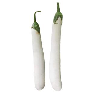 甜糯白玉长茄子秧苗带土球绿长茄紫黑长茄线茄竹丝茄种子四季盆栽