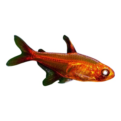 喷火灯鱼火焰灯小型热带鱼群游鱼