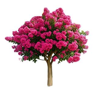 紫薇花树苗庭院大型老桩别墅室外道路绿化植物百日红花卉风景大树