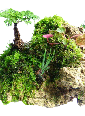 吸水石植物卷柏附石菖蒲盆景苔藓假山水陆缸雨林造景绿植专用包邮