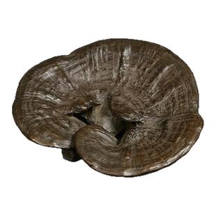 竹雪明|复古灵芝小摆件 实心黄铜茶道铜宠盖置 茶道茶杯垫子笔搁