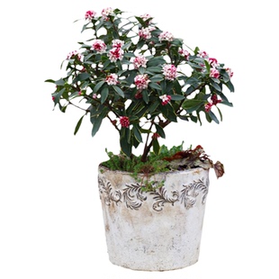 海蒂的花园旗舰店瑞香花卉盆栽冬季开花植物阳台庭院开花绿植