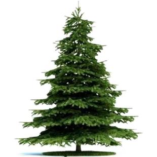 雪松树苗松树小苗四季常青耐寒宝塔松柏圣诞树庭院景观绿化白皮松