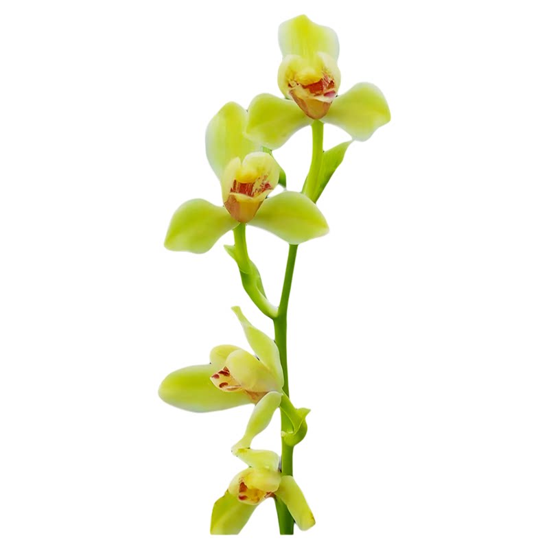 建兰夏皇梅兰花盆栽夏带花苞