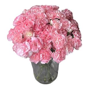 鲜切多头康乃馨鲜花云南基地直发水培插花多丁鲜切花花束顺丰包邮