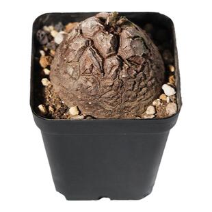 pnd南非龟甲龙潮流植物室内多肉盆栽办公室潮流块根阳台防辐射